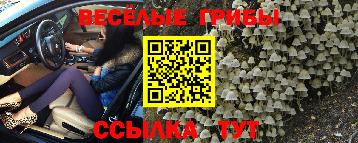 Псилоцибиновые грибы прущие грибы Губкинский